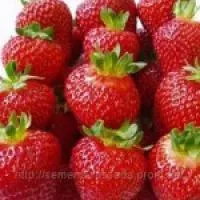 Саженцы клубники Альбион