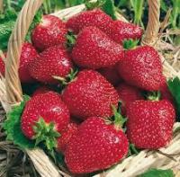 Саженцы клубники Монтерей