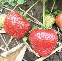 Рассада клубники Маэстро