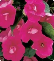 Семена Бальзамина Impatiens F1