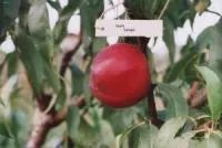 Саженцы нектарина Старк Сангло