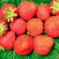 Клубника «Lia» (Лия)