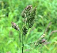 Ежа сборная (Dactylis glomerata)