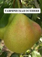 Саженцы груши Таврическая